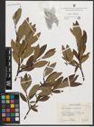 Foto von Salix phylicifolia L.